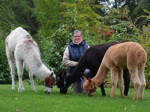 Astrid Heidenreich mit ihren Alpakas und Lama im Kurpark Bad Bevensen