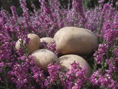 Heide-Kartoffeln auf der LandArt