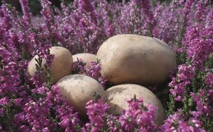 Heide-Kartoffeln auf der LandArt