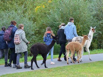 Spaziergang mit Alpakas und Lama im Kurpark Bad Bevensen